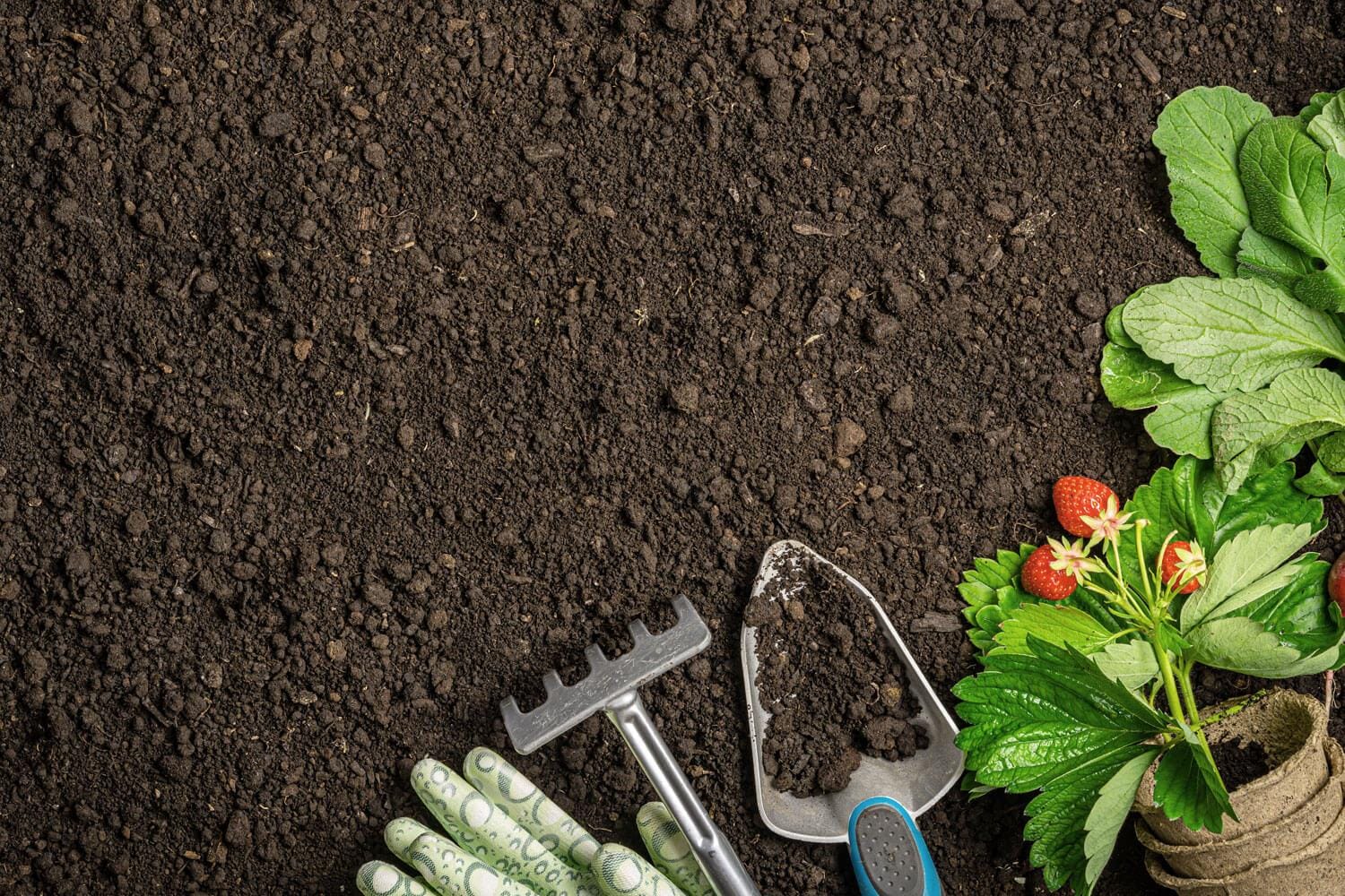 planting in VeggiePro Soil